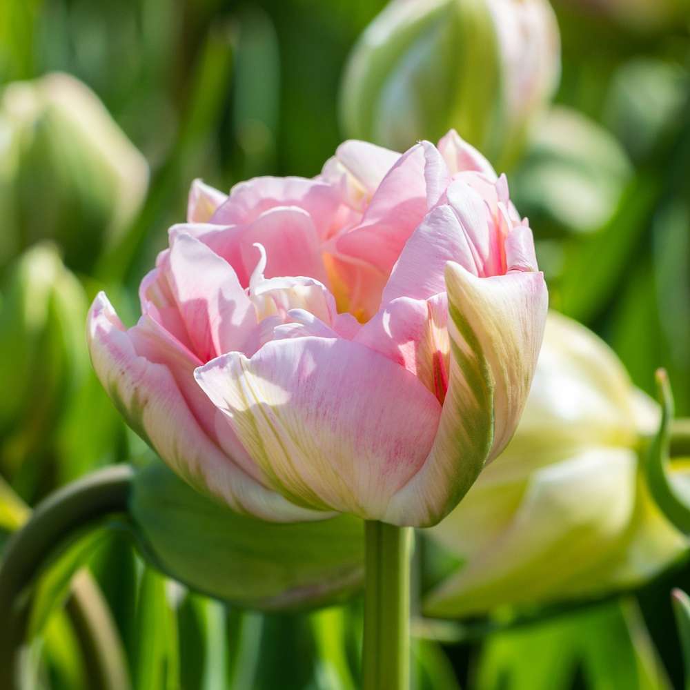 Hjemmedyrkede tulipaner i en buket